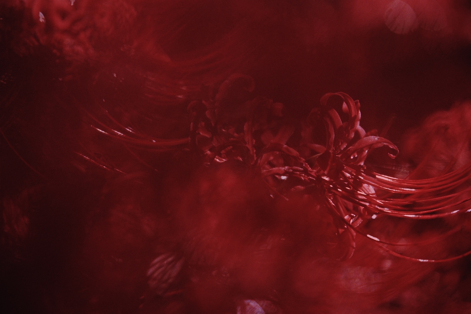 写真展「はじまりと終わりに見る色を、私は知らない」